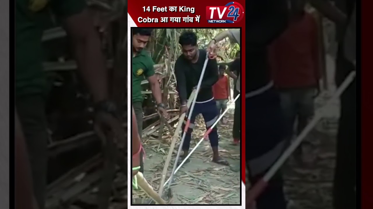 14 Feet का King Cobra आ गया गांव में || Tv24 Network