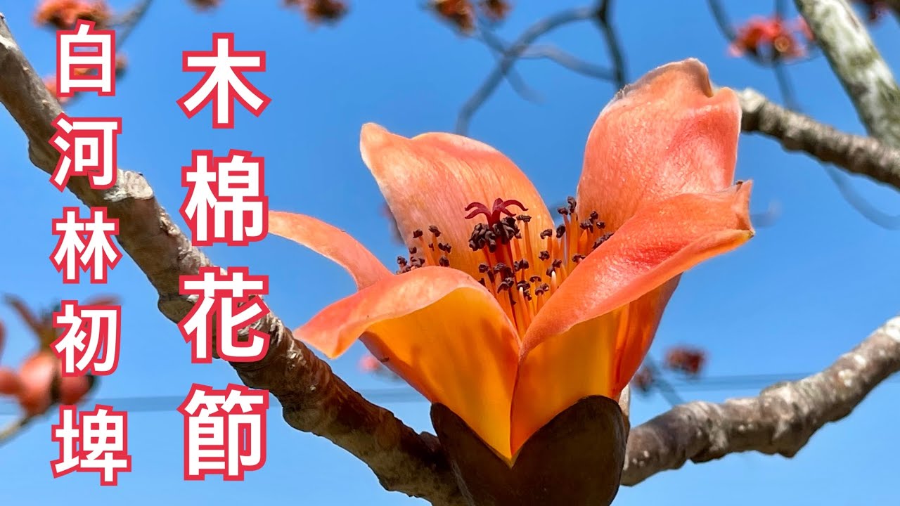 台南白河林初埤木棉道花開，已進入賞花期了！2022.03.11