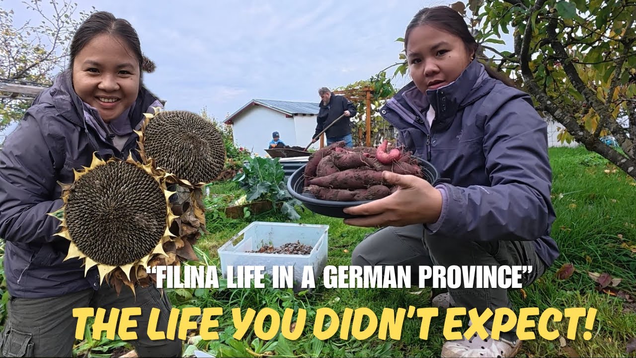 Sobrang Dami! 😱 Sweet Potatoe and Sunflower Harvest | Filipina Living in the German Province.