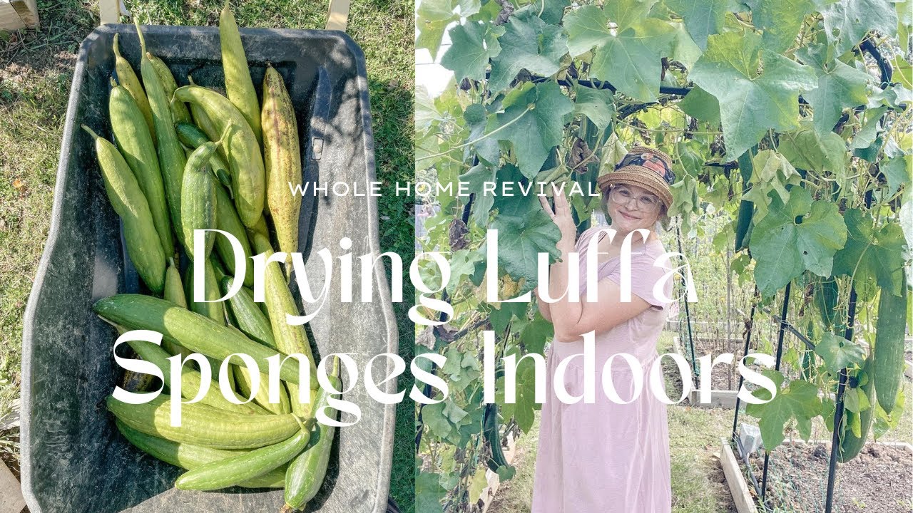 Drying Luffa Sponges Indoors