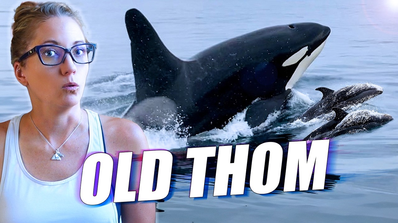 Mystery of Old Thom: the Orca Who Lives With Dolphins