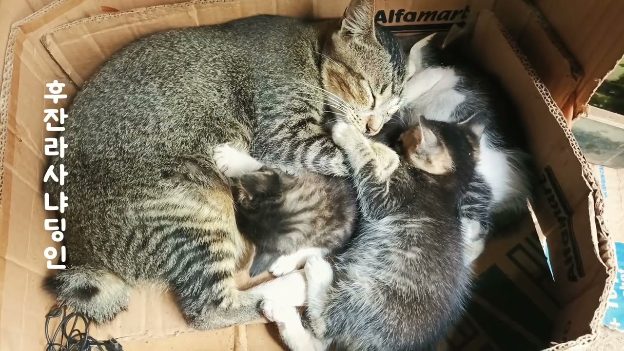 Anak-anak Kucing sedang tidur kedinginan karena hujan sejak pagi hari