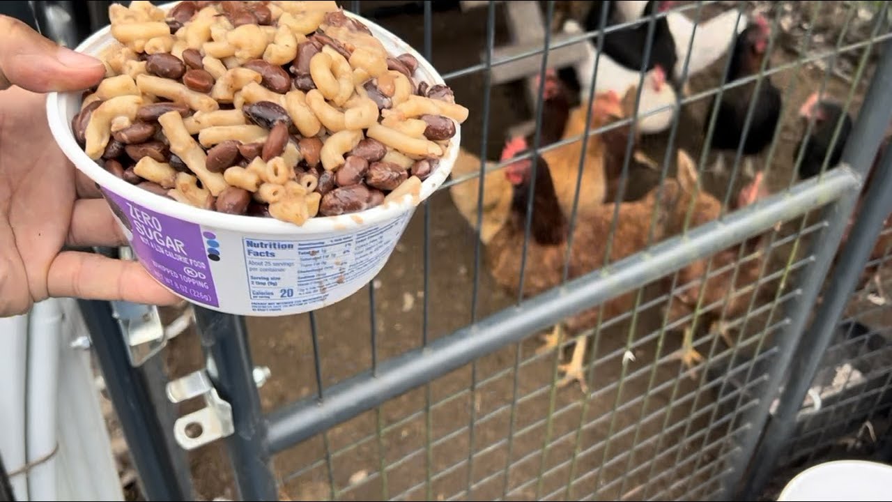 ПРЕКРАТИТЕ ПОКУПАТЬ КУРИНЫЙ КОРМ‼️ ЭТО ОБМАН‼️ ВОТ НАШЕ РЕШЕНИЕ 🐓 #ВыращивайтеСобственныхКУР КОРМ...