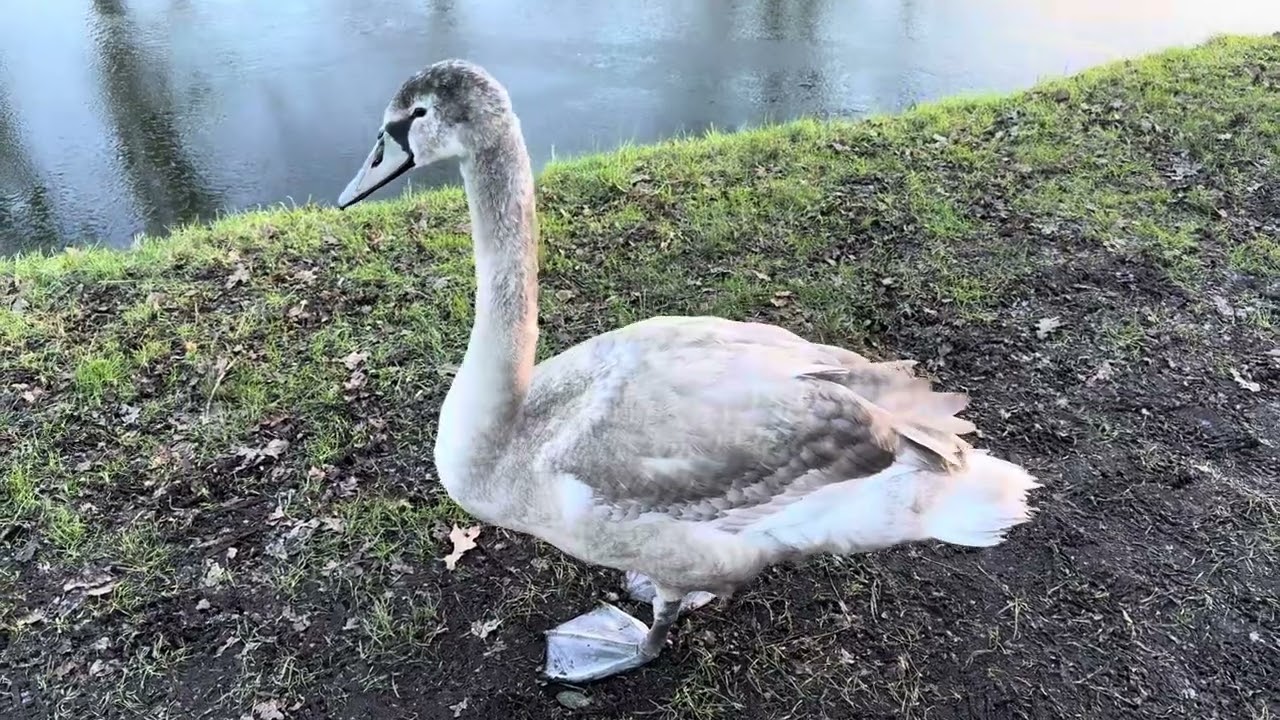 Special encounter with a Cygnet￼ on the tow path of the Bridgewater canal