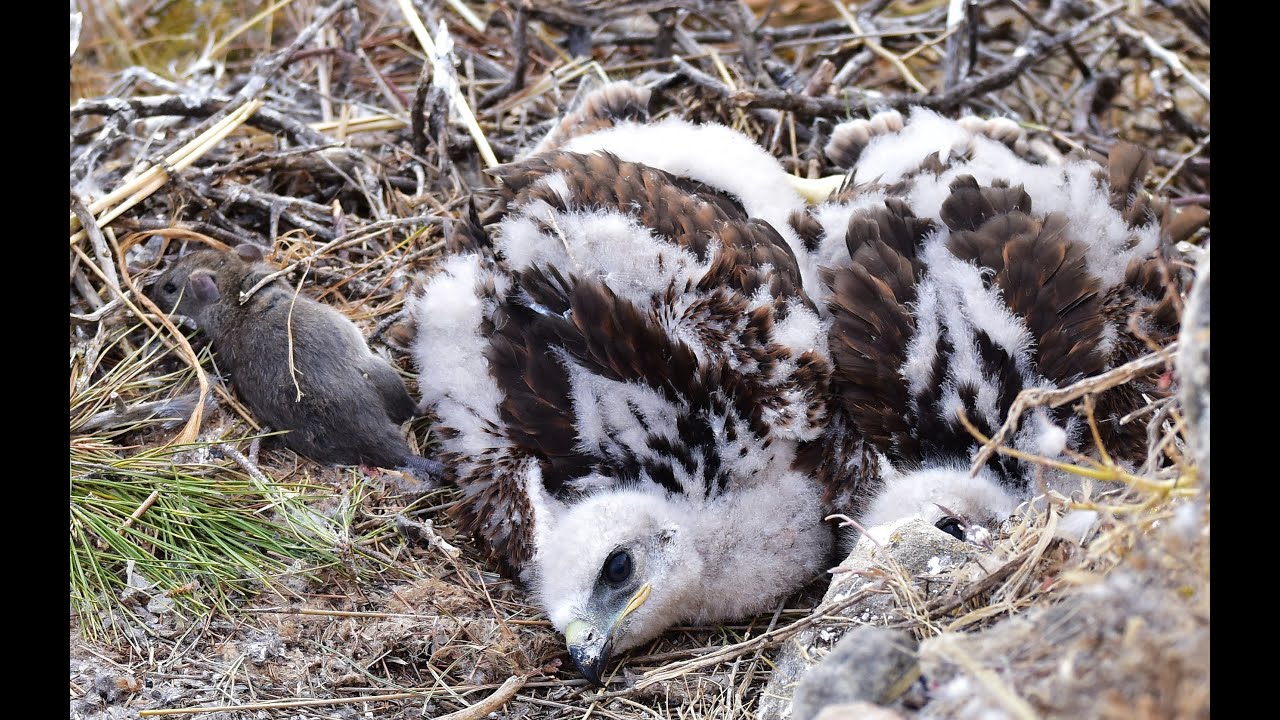 3 different Long-legged buzzard nests - (Buteo rufinus) - Αετογερακίνα - Cyprus 2021