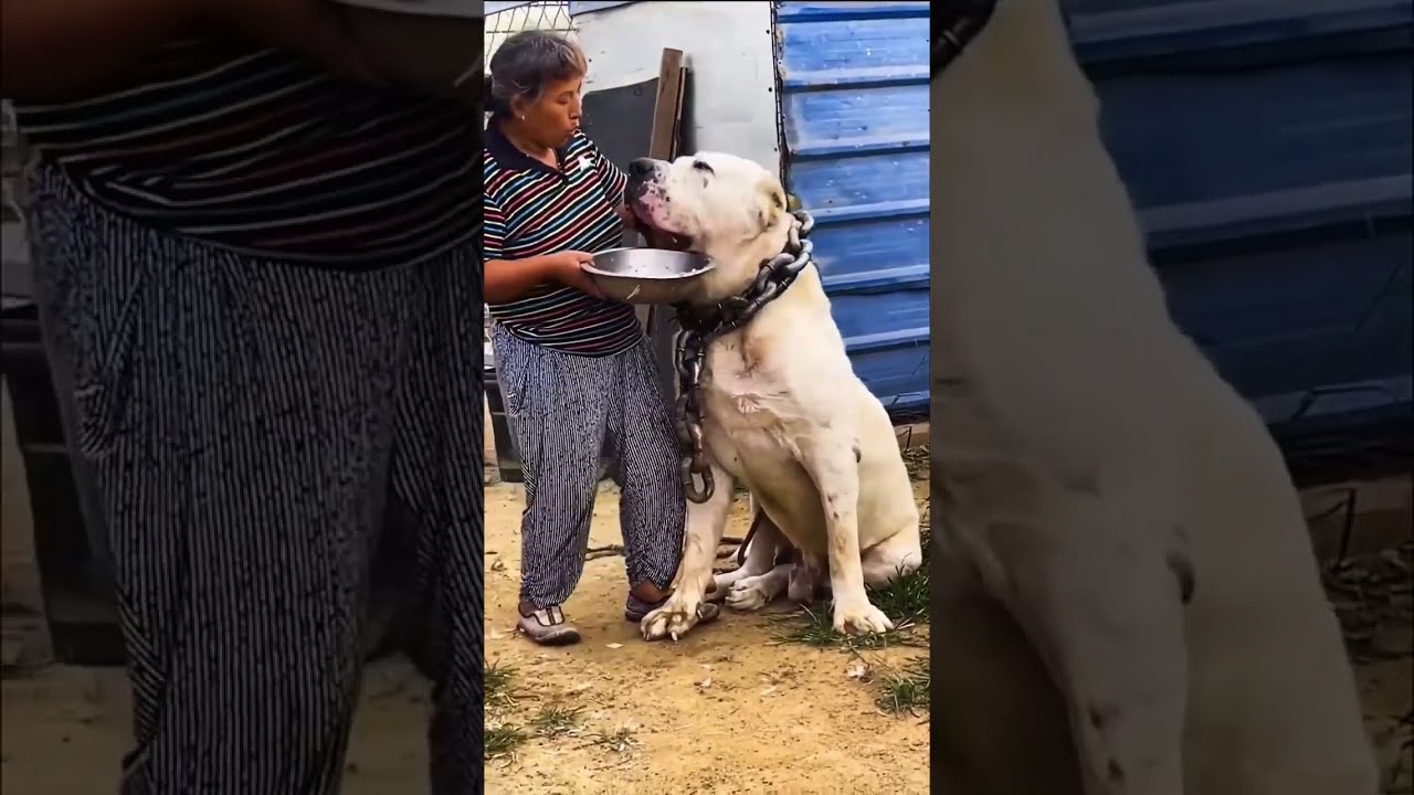 The biggest dog in the world