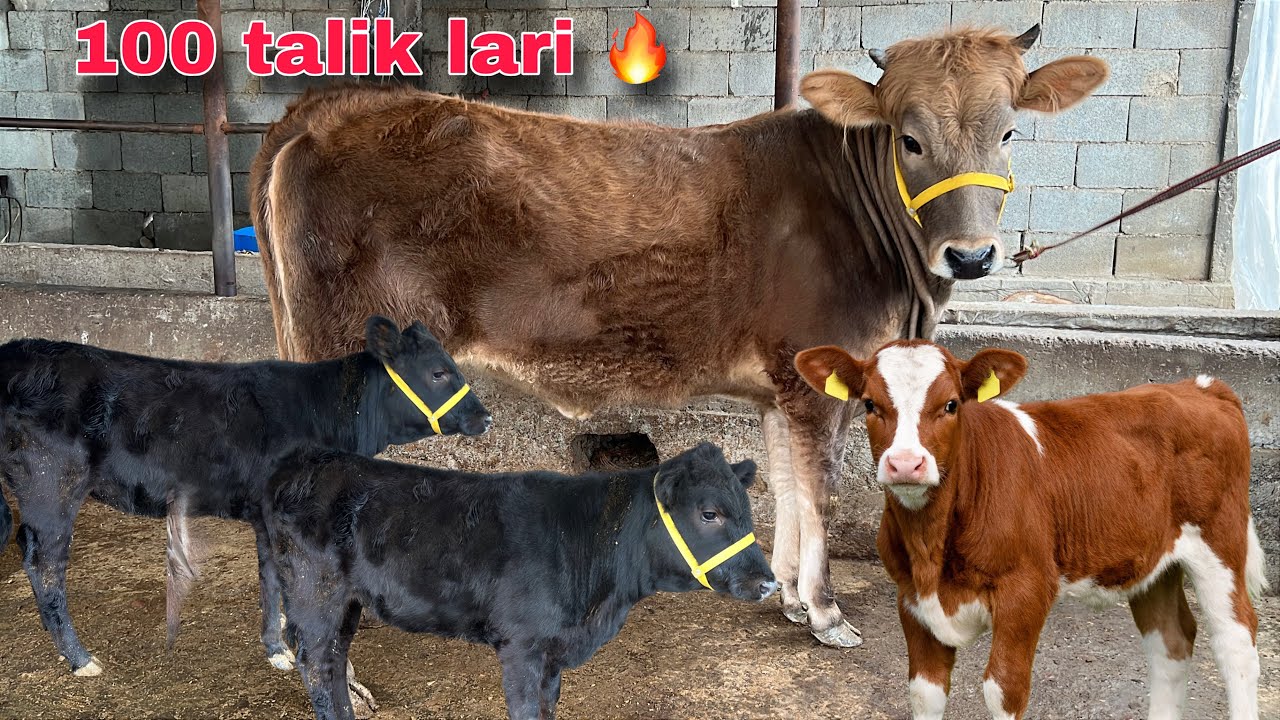SHVET 🥇 + ANGUS 💥 G'UNOJINLAR || Juma Aksiya Narxda ✅