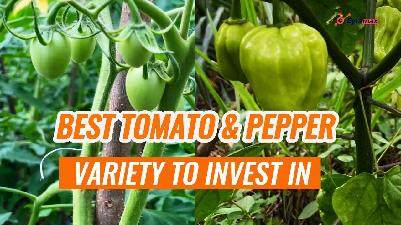 Top Tomato and Pepper Varieties to invest in As a Beginner #pepper #tomatoes #habaneros #padmaf1