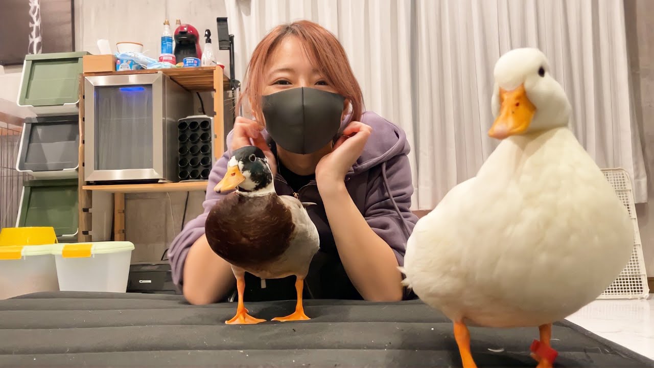 コールダックと暮らす事をお勧めしない理由