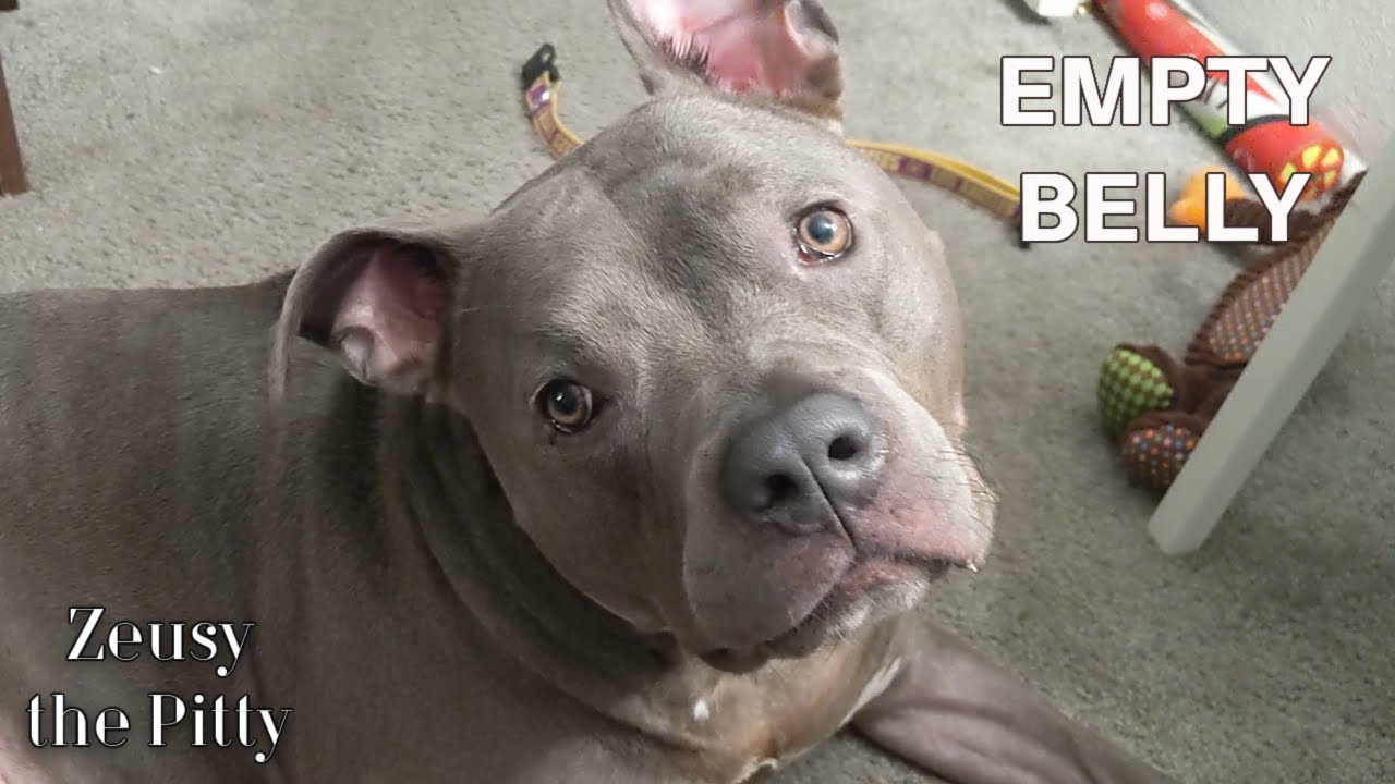Talking Pitbull Dog Whines And Gets His Way