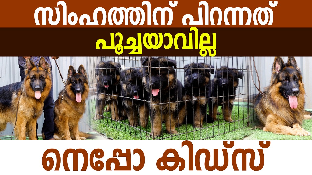 പ്യൂർ ബ്ലഡ്ലൈനിൽ പിറന്ന പുലിക്കുട്ടികൾ I German Shepherd I Long Coat German Shepherd I