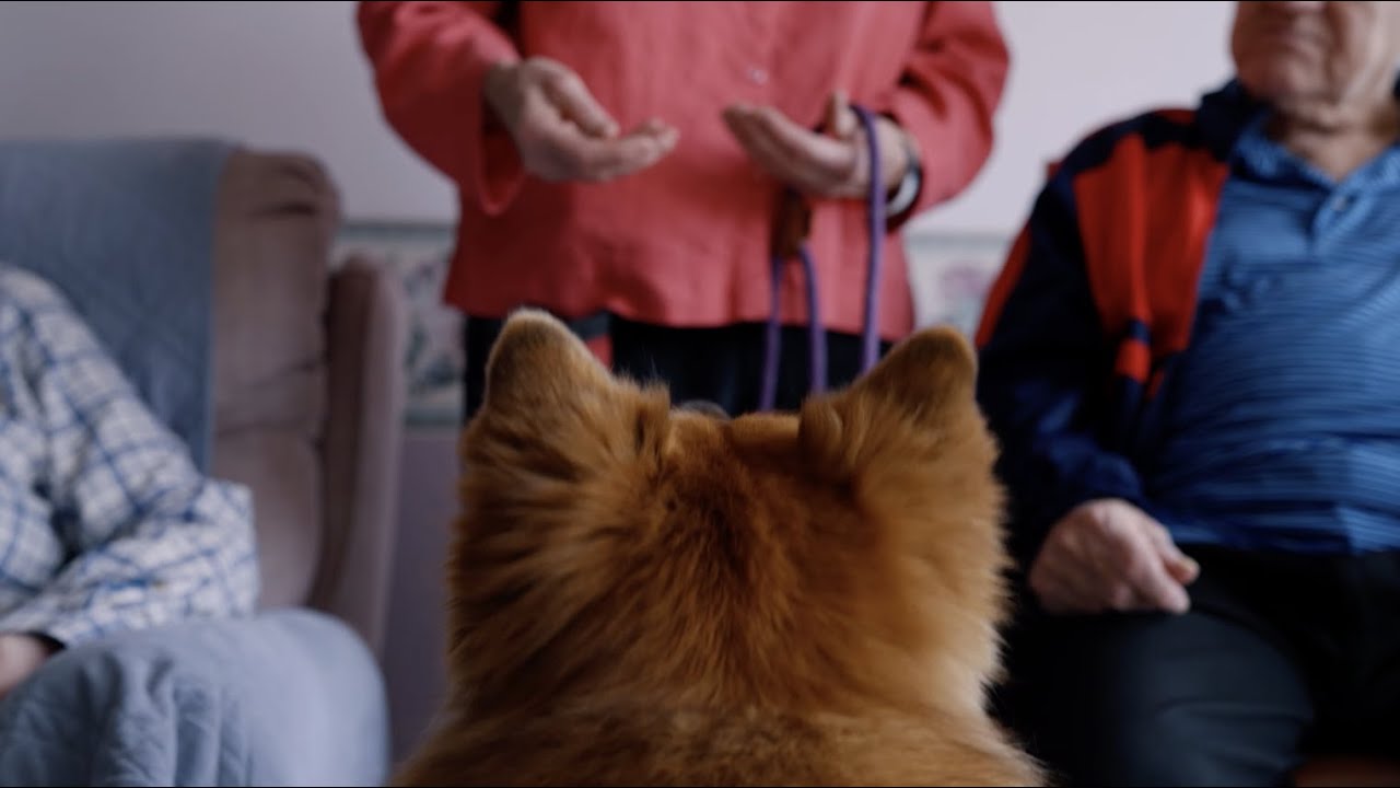 Una, the Therapy Dog Brings Joy to Nursing Home Residents