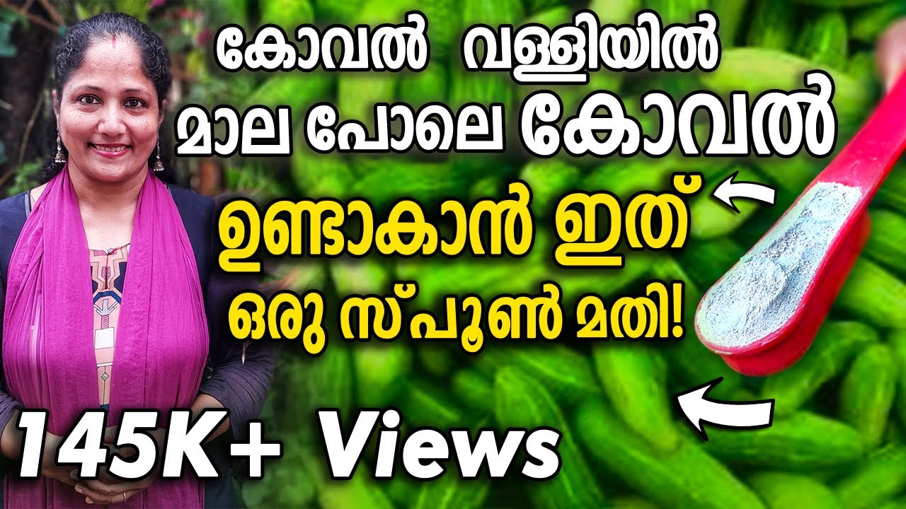 കോവൽ വള്ളിയിൽ മാല പോലെ കോവൽ ഉണ്ടാകാൻ ഇത് ഒരു സ്പൂൺ മതി! | Koval Krishi Tips Malayalam