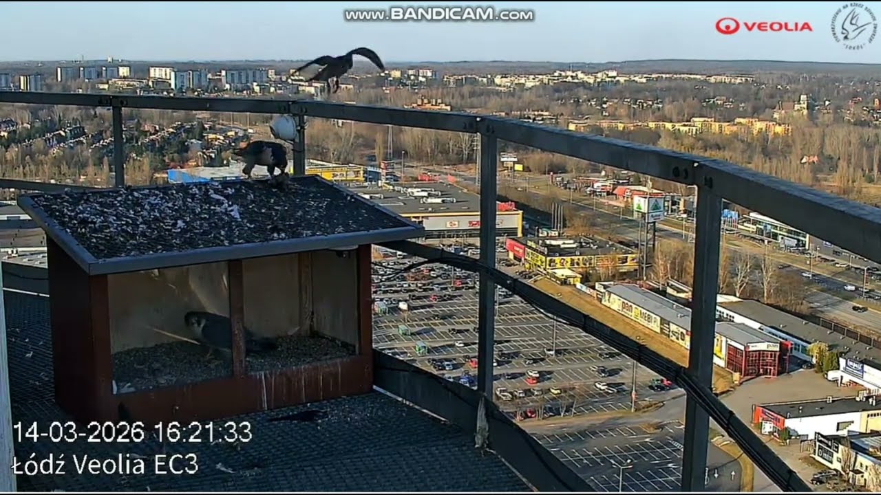 Włókniarz kradnie jedzenie a Afrodyta spokojnie wybiera dołek   Veolia Łódź, 14 03 2026