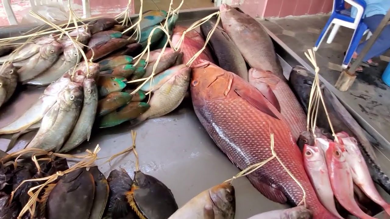 سوق الأسماك المركزي في محافظة ينبع البحر ونظرة على الأنواع والأسعار