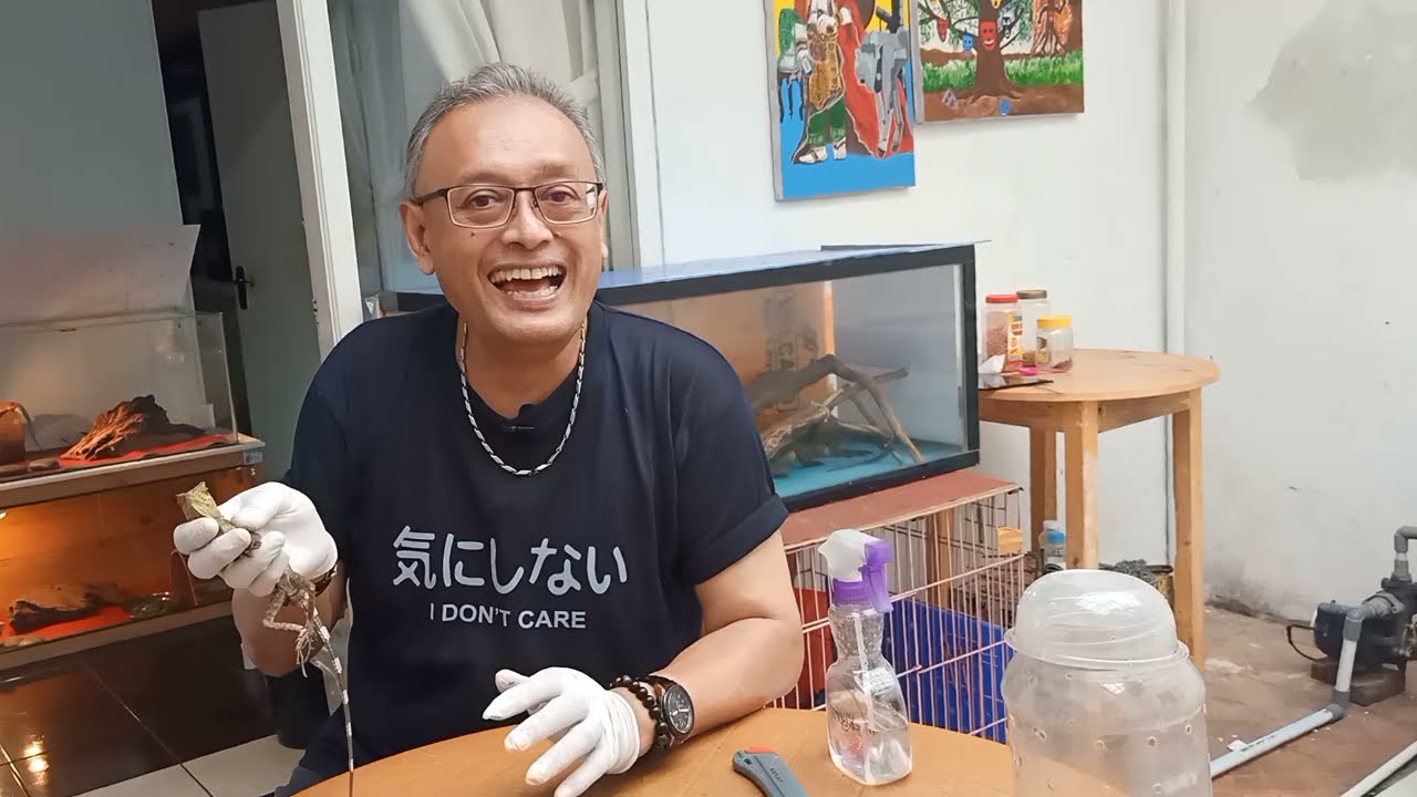 UNBOXING HEWAN MIRIP NAGA | FOREST DRAGON | GONOCEPHALUS CHAMELEONTINUS | NAGA HUTAN ASLI INDONESIA