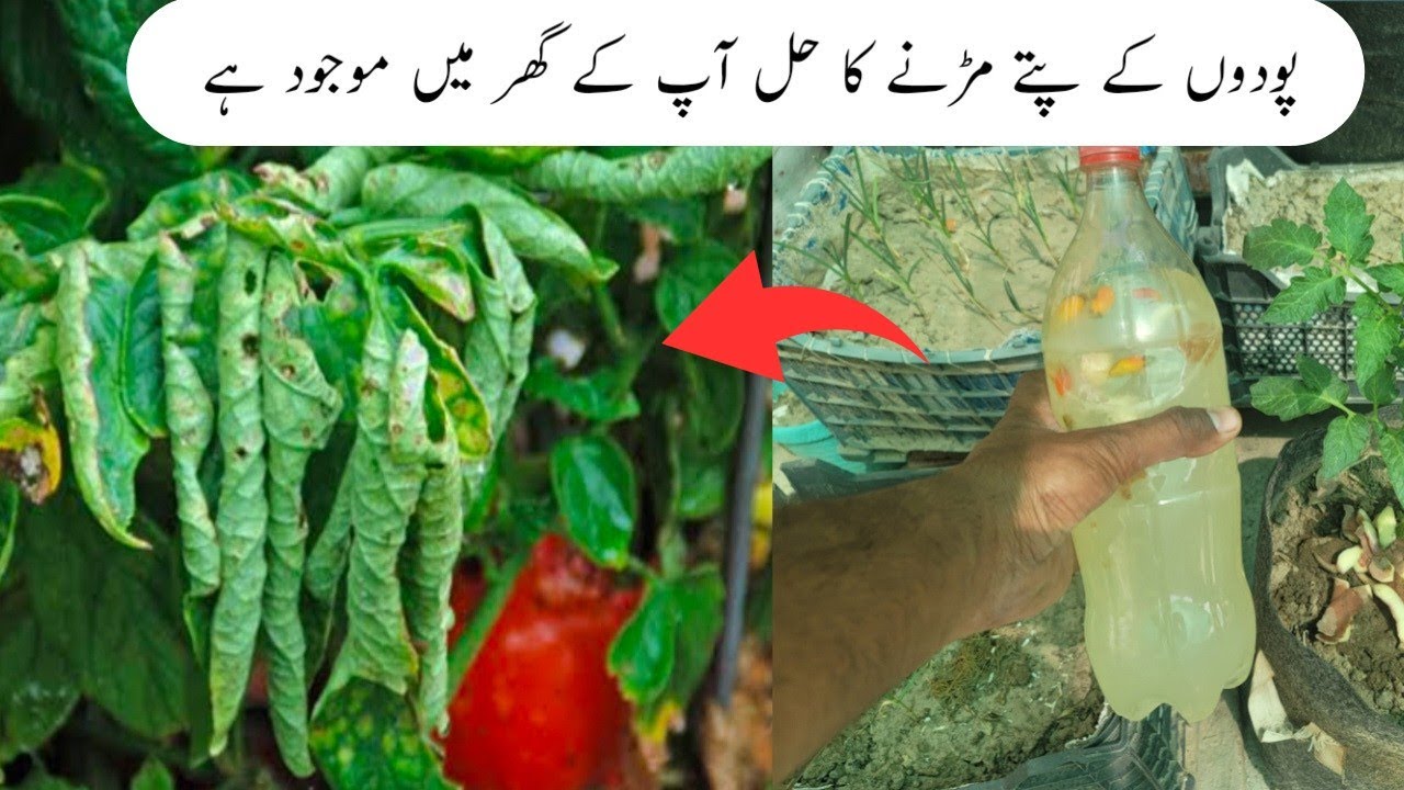 Podon k patte mur rhe hen tu tu ye spray khod bnayen | plant leaf curl solution.