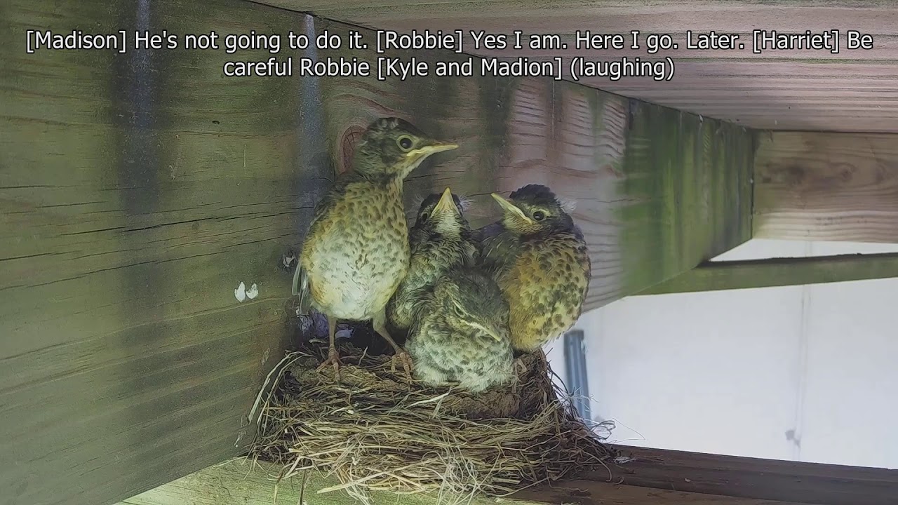 Baby bird leaving nest (1 of 4)
