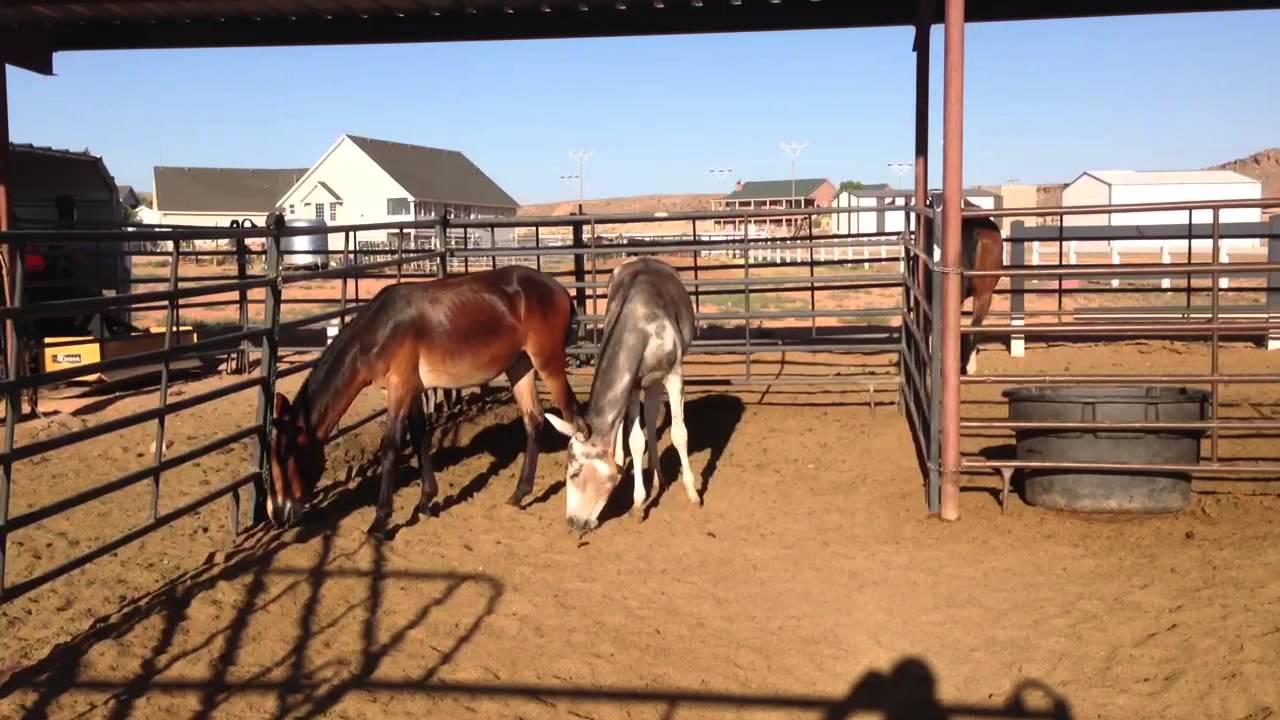 Baby Mules