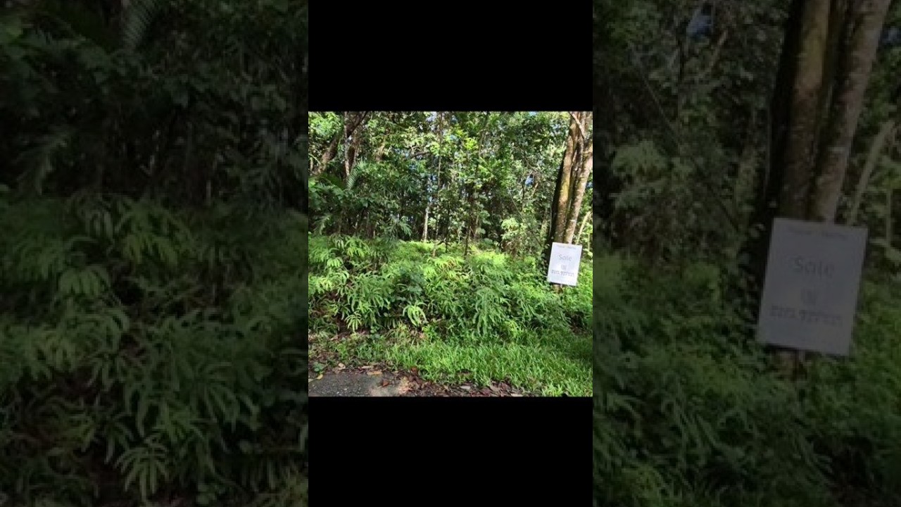 Lot 18 George Road FOREST CREEK DAINTREE RAINFOREST walk thru