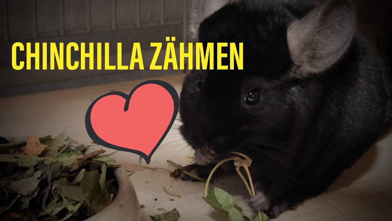 Einen Chinchilla zähmen