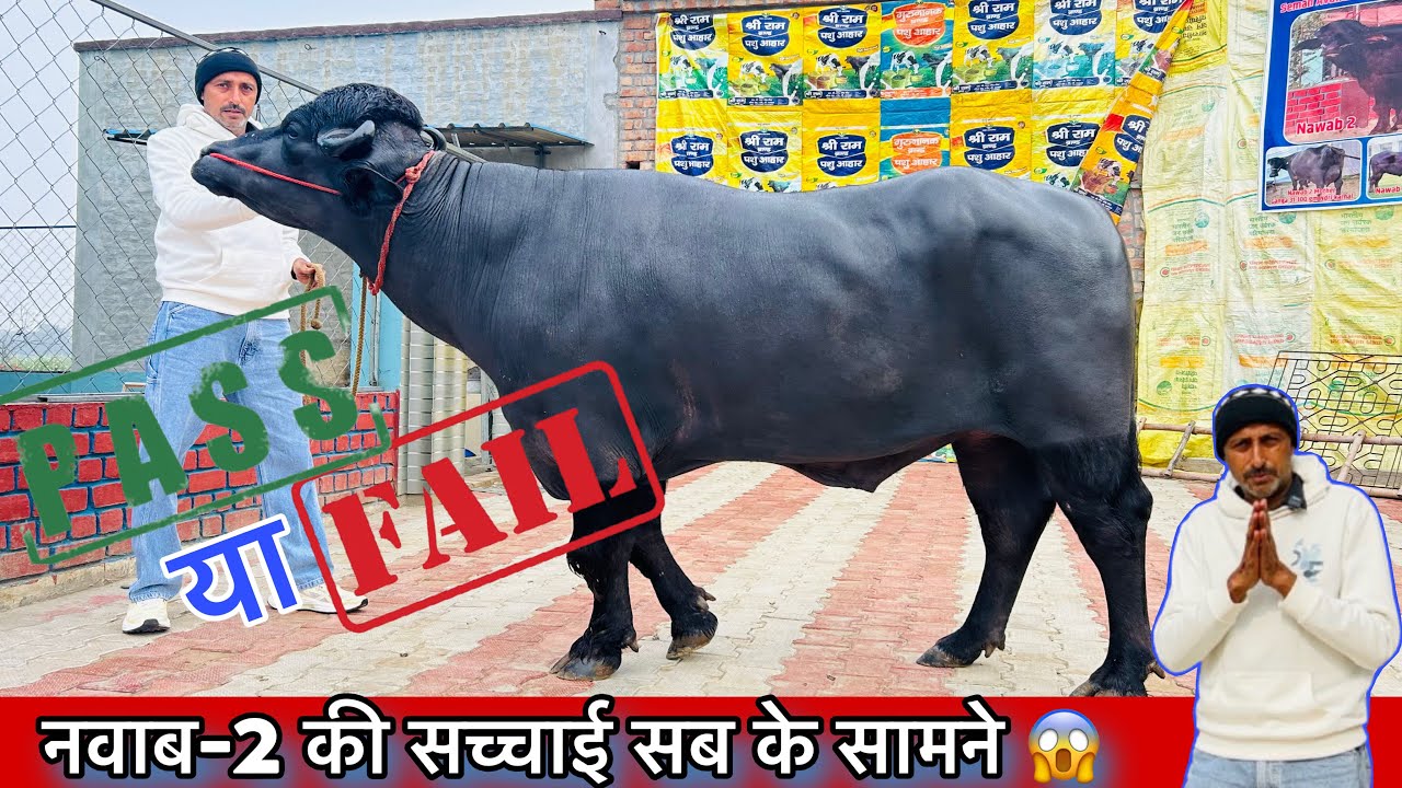 🔴 नवाब-2 बुल की सच्चाई आई सामने ‼️, क्या वास्तव में नवाब-2 फ़ैल है 🫵, क्या है सच्चाई 😱