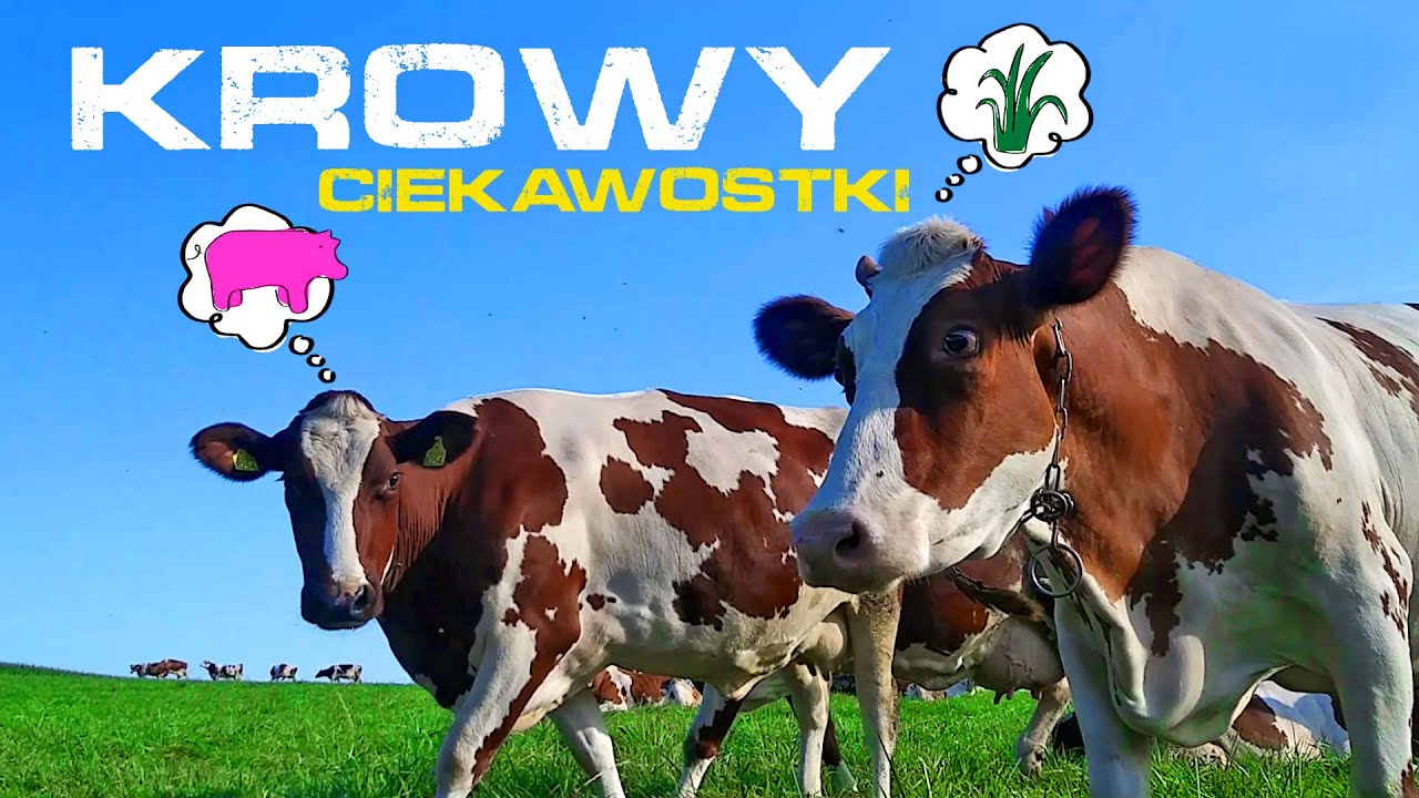 Ciekawostki o krowach dla dzieci z bliska | CzyWieszJak