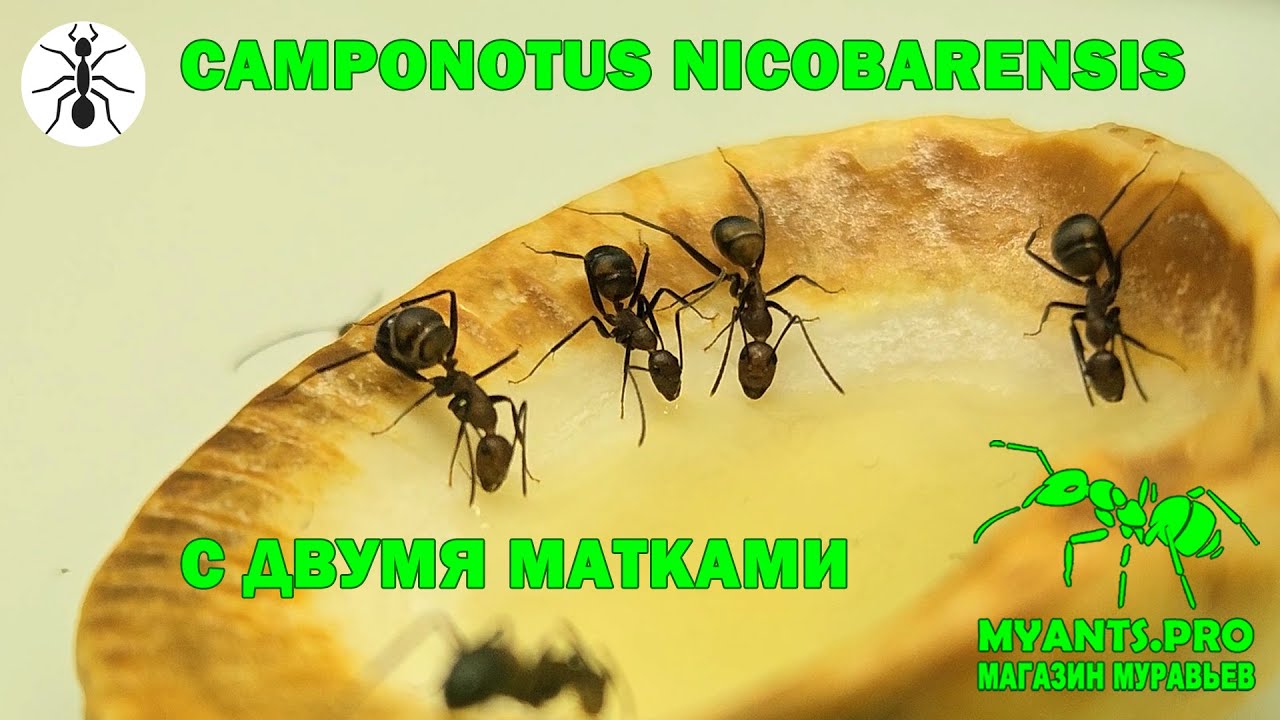Муравьи Camponotus nicobarensis подняты с двух маток