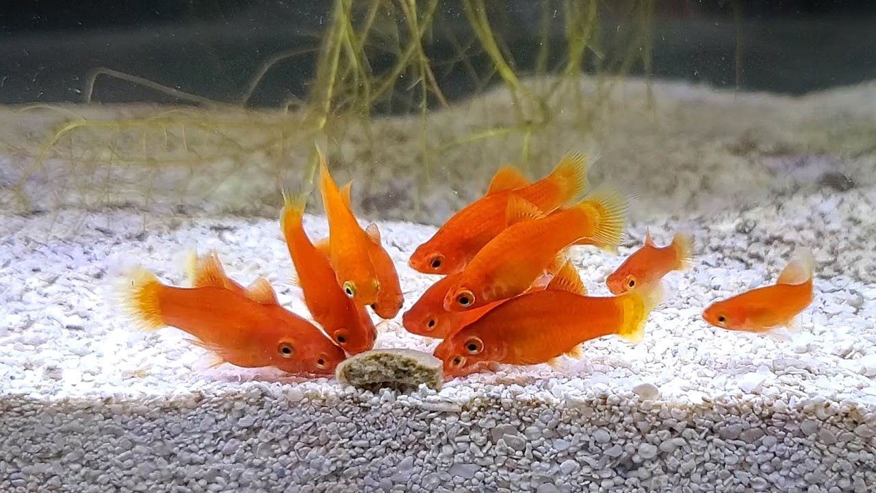 How to Properly Feed Your Fish (so No One Goes Hungry!)