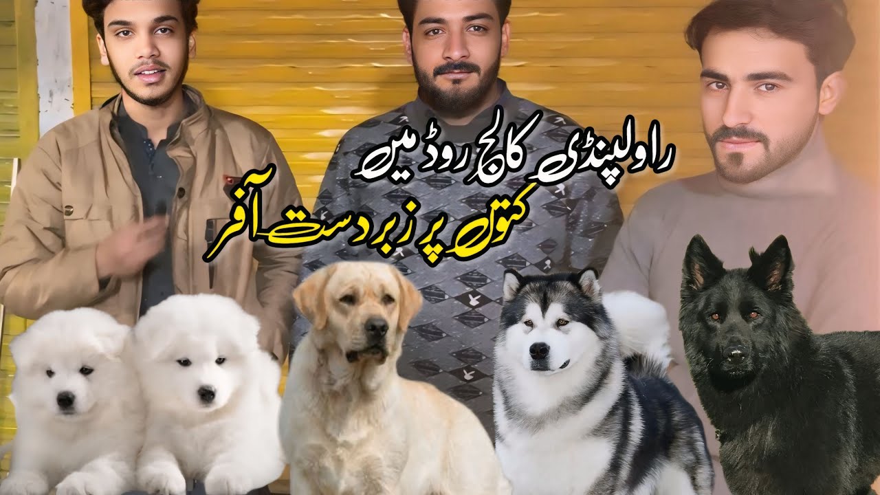 Rawalpindi College Road Big Offers On Dogs In 2025 | Shahzain Pets Vlogs