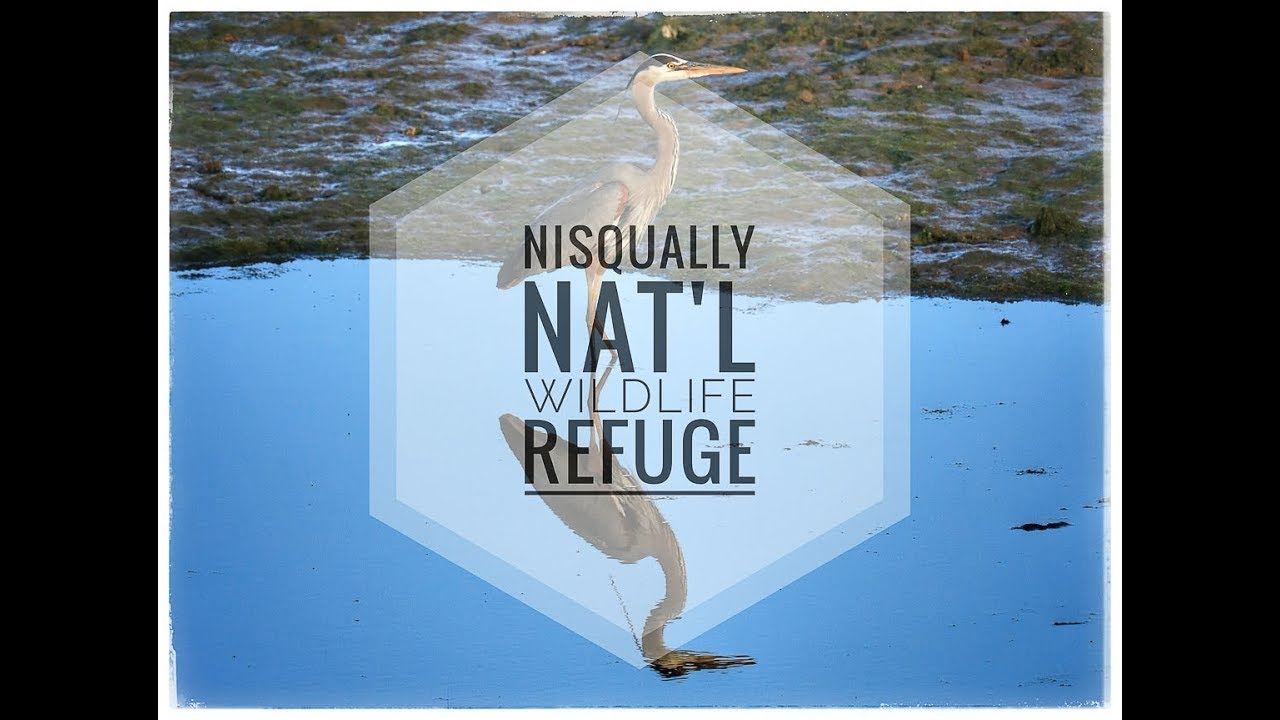 Nisqually Wildlife Refuge