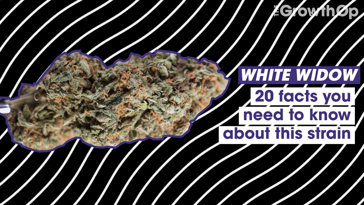 20 facts you need to know about White Widow | Strain Facts