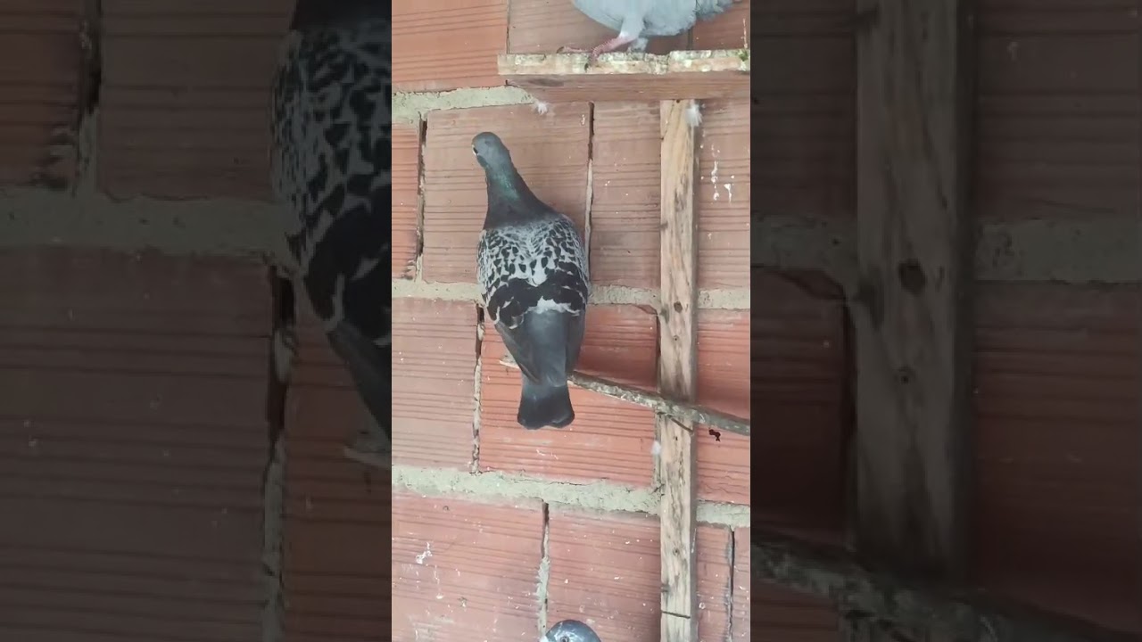 Pombos de qualidade e de raça boa.