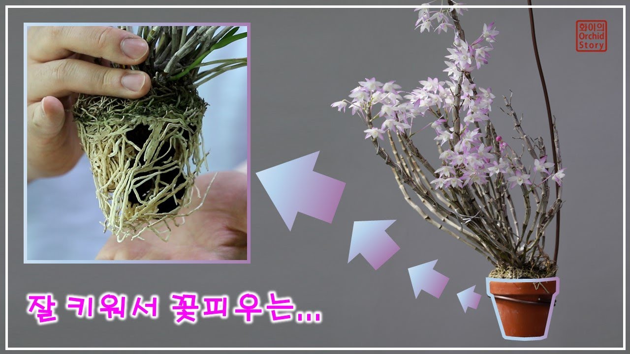 식물이 잘 자랄수 밖에 없는 분갈이 방법. 꽃은 덤 / 화이 오키드 스토리 / 洋蘭鉢替え