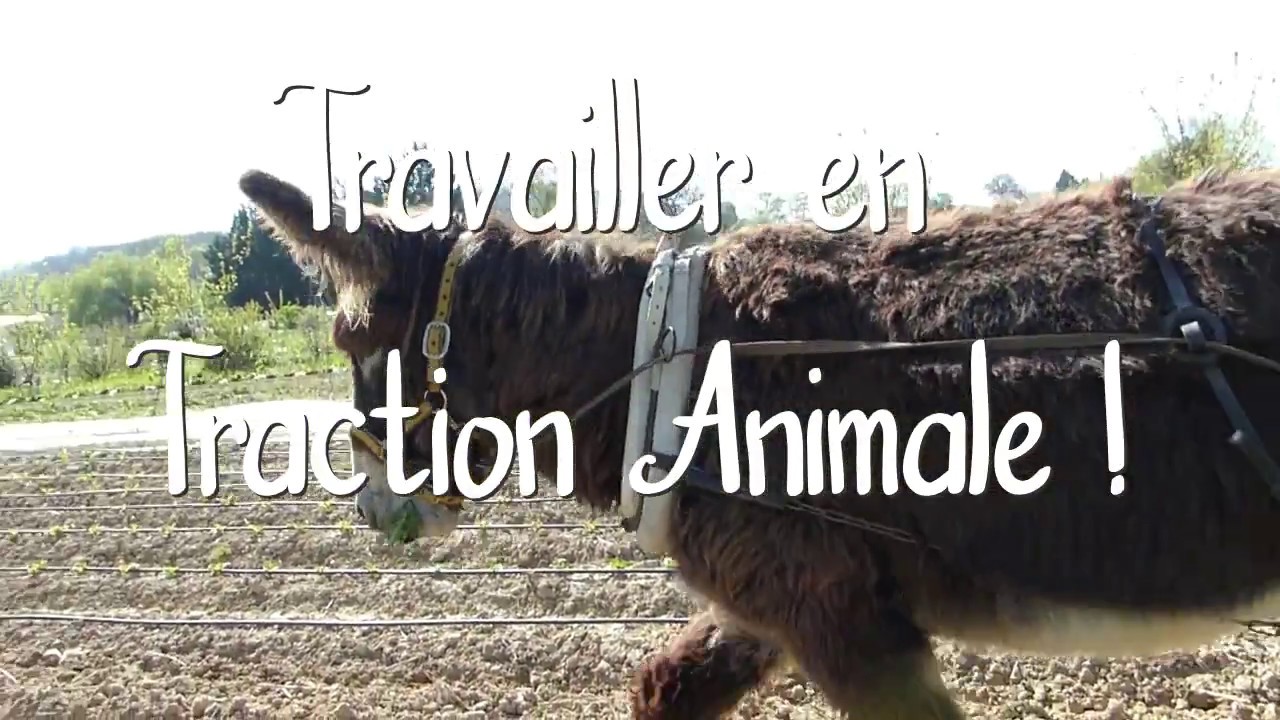 TRACTION ANIMALE PROMMATA