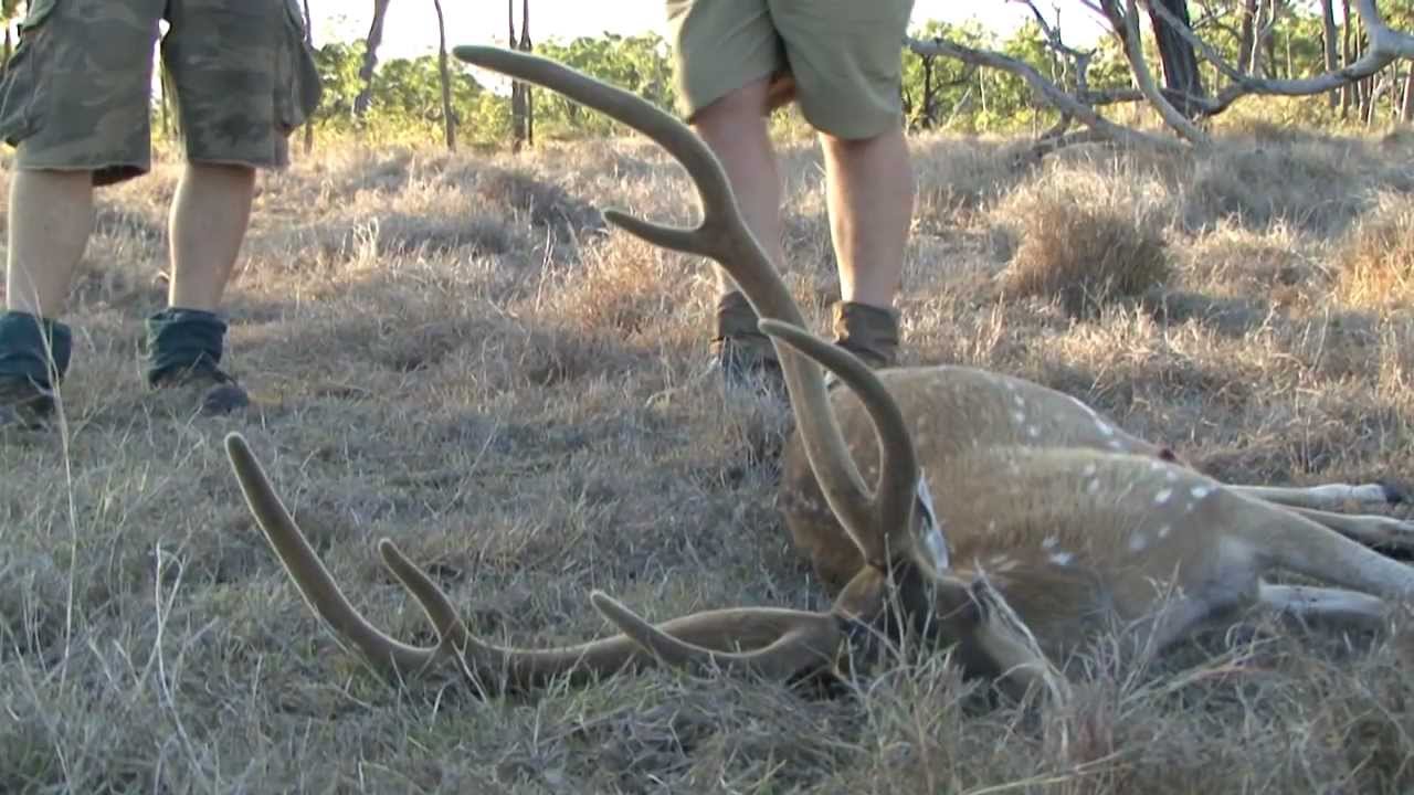 Australian Chital Deer Hunt (axis deer)