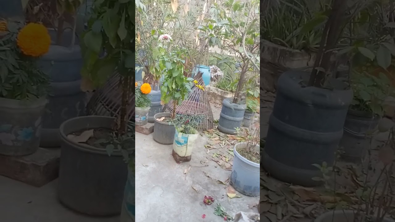 আমি জিয়ারত করিতে যাবো 