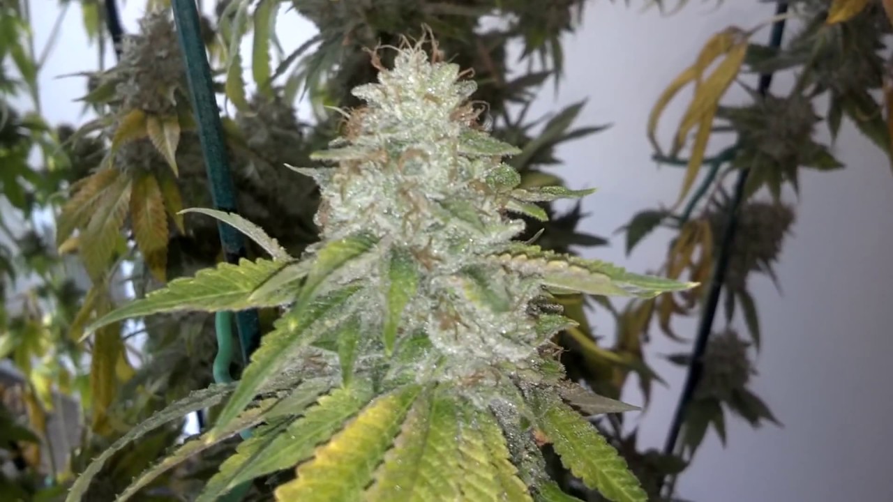 Rare Dankness Doc's OG harvest