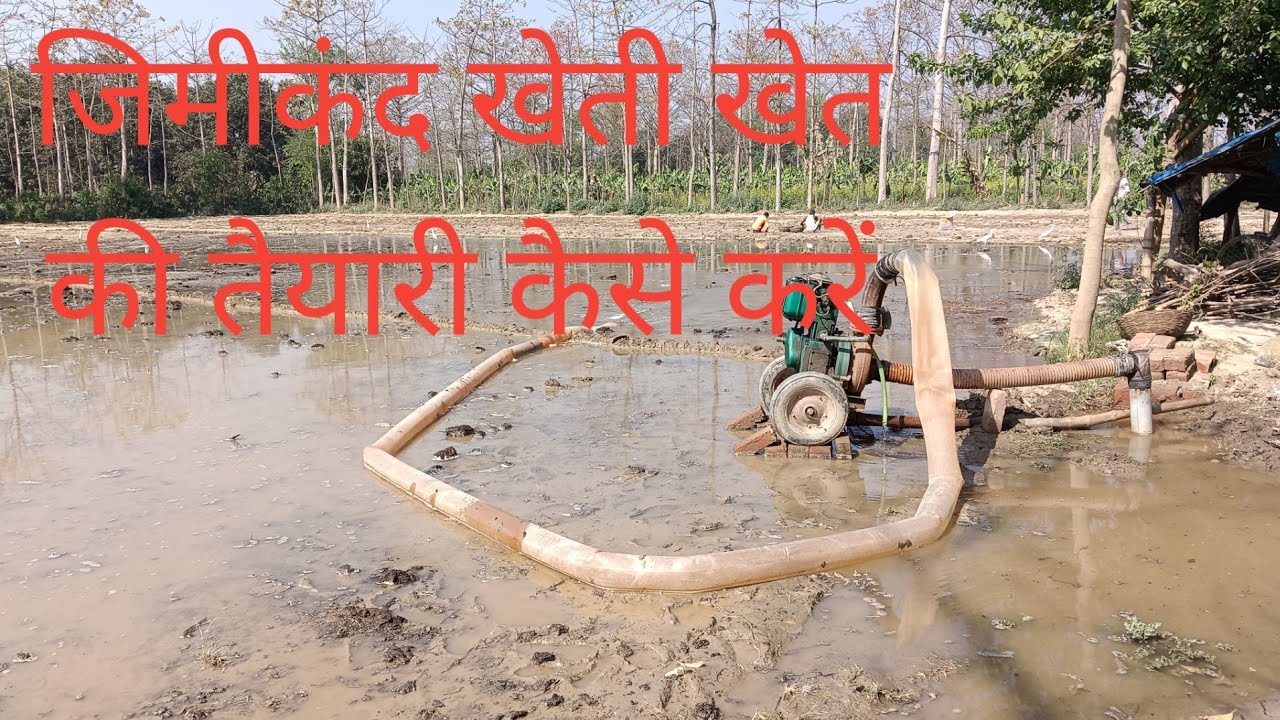 जिमीकंद खेती खेत की तैयारी कैसे करें
