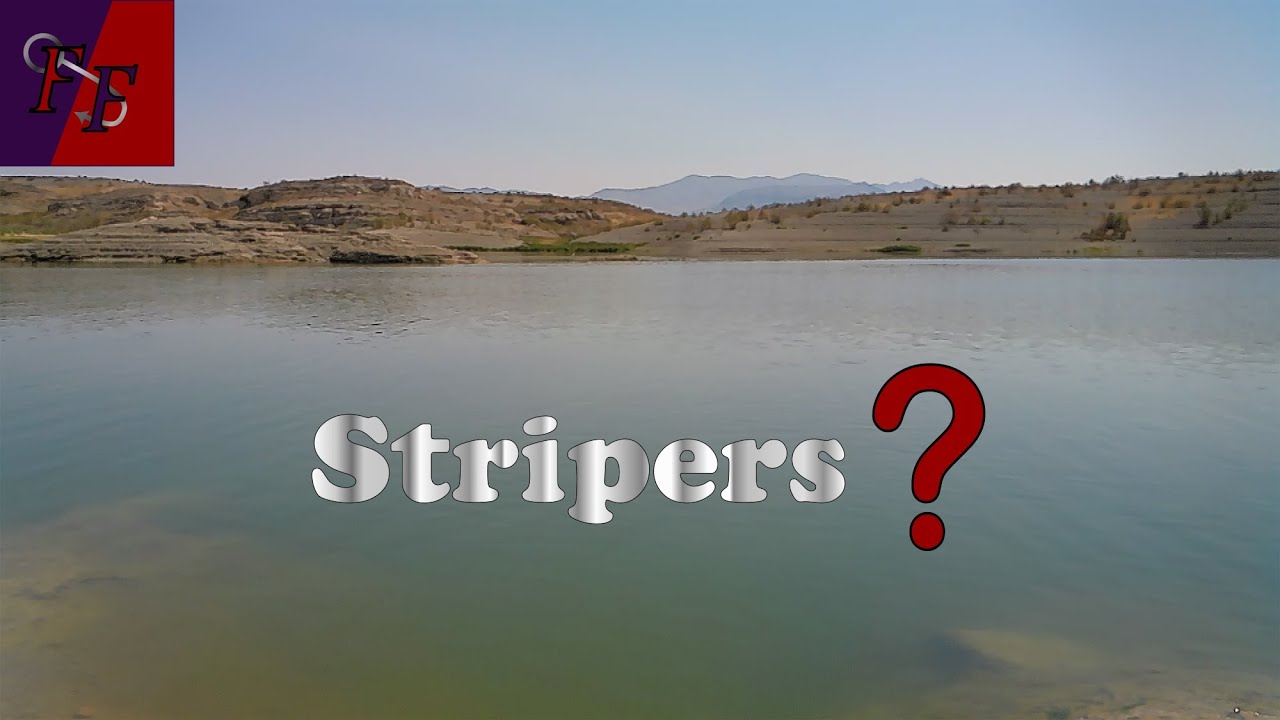 Where to find stripers in Lake Mead?