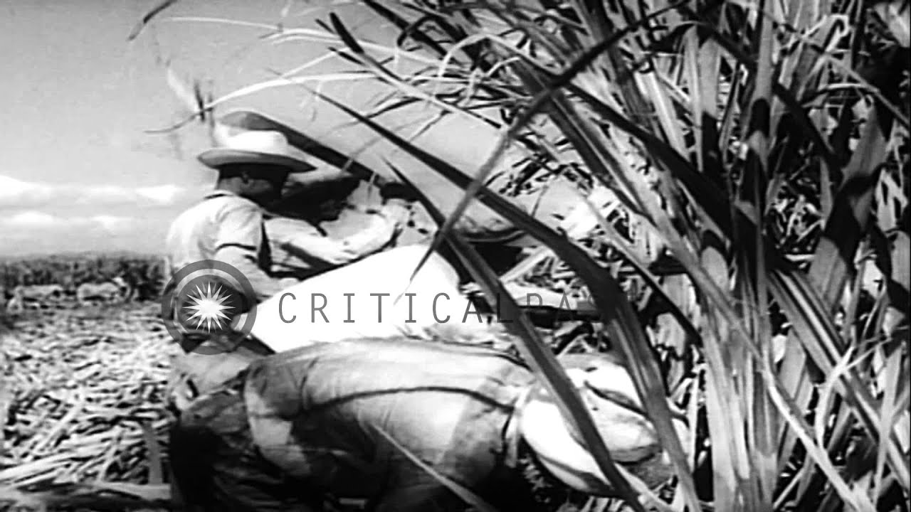 US President Eisenhower announces the cut down in Cuba's American sugar quota by ...HD Stock Footage