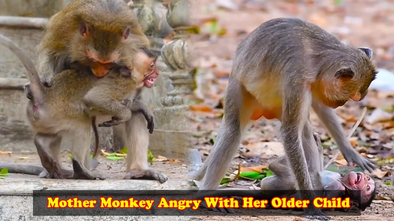 Monkeys always like to cling to their mothers even though they are grown. Mother Monkey was angry