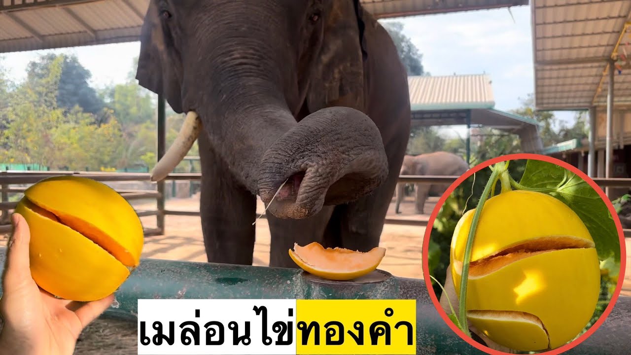 จะเป็นอย่างไรเมื่ิอช้างได้กินเมล่อนไข่องคำ