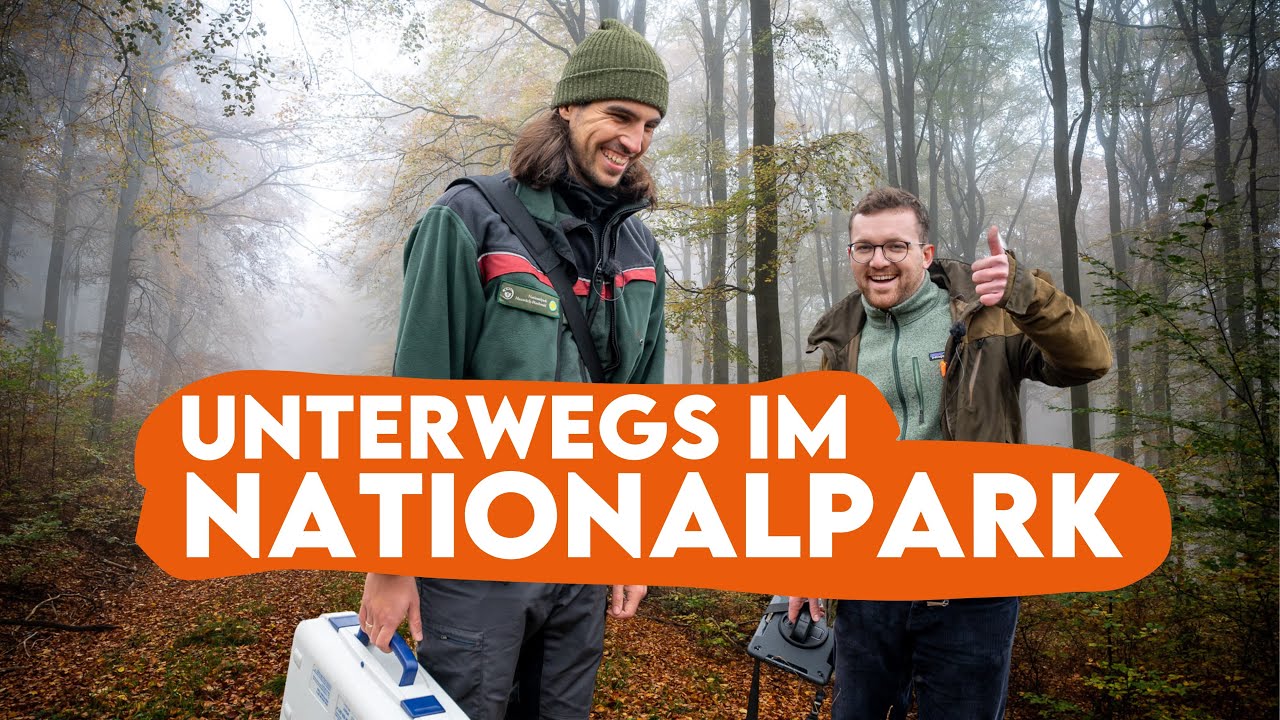 NEUE ART ENTDECKT - Ranger Tim zeigt uns Nationalpark Hunsrück Hochwald - Forst erklärt