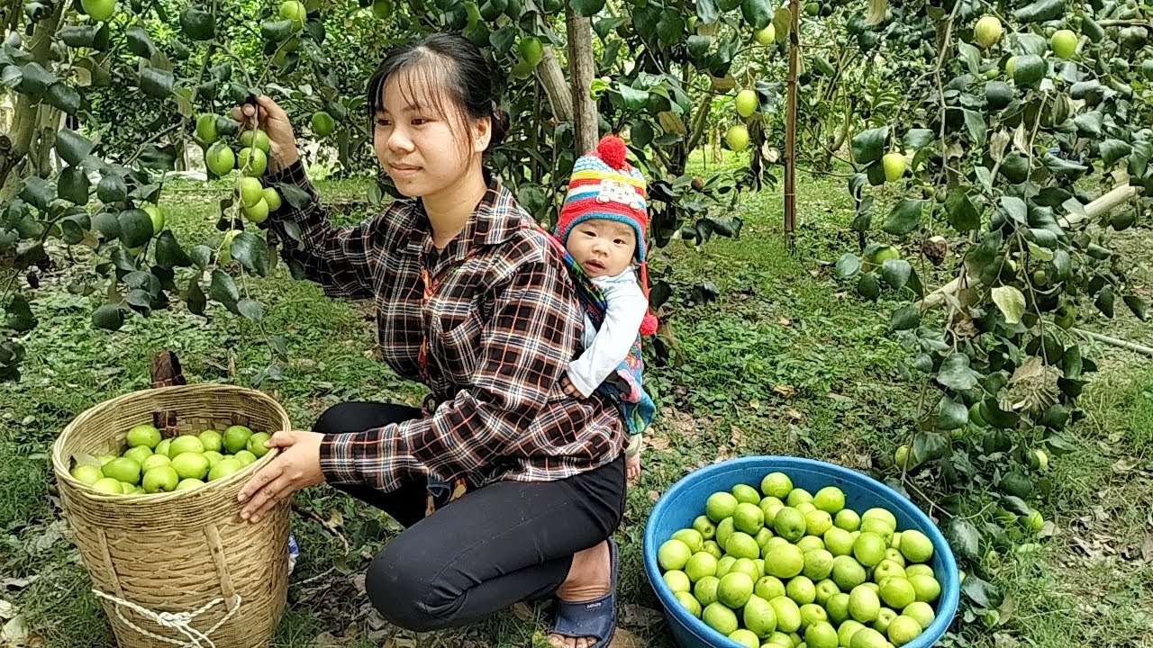 Single mother 17 year old harvest apple to sell