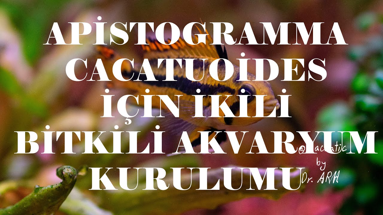 APİSTOGRAMMA CACATUOİDES ÇİFTİ İÇİN İKİLİ KUMSUZ BİTKİLİ AKVARYUM SETİ KURULUMU NASIL YAPILIR?