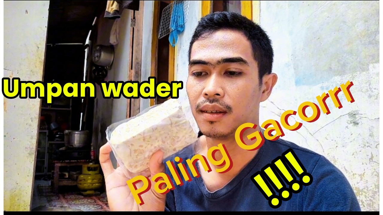 Umpan gacor buat ikan Wader/Benteur