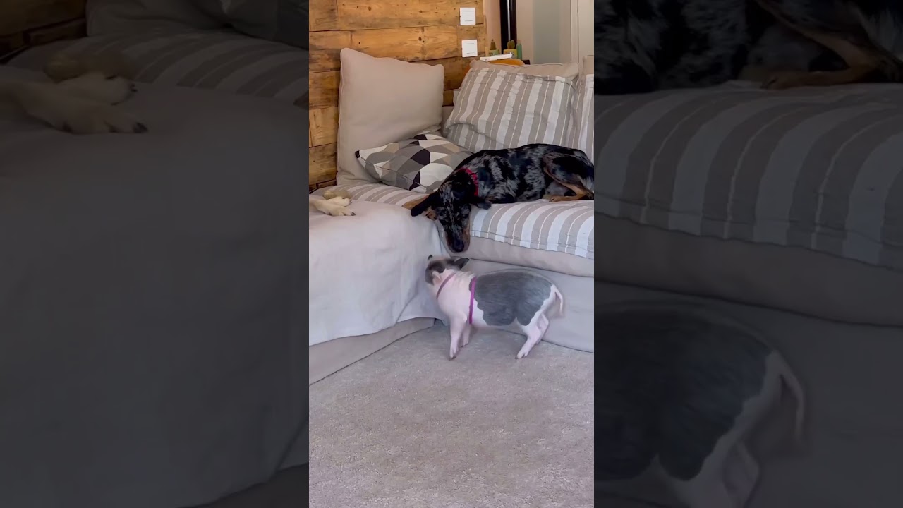 Giochiamo? 🐷🐶 #minipig #maialino #animals #funny #family #dog #pets #cane #gatto