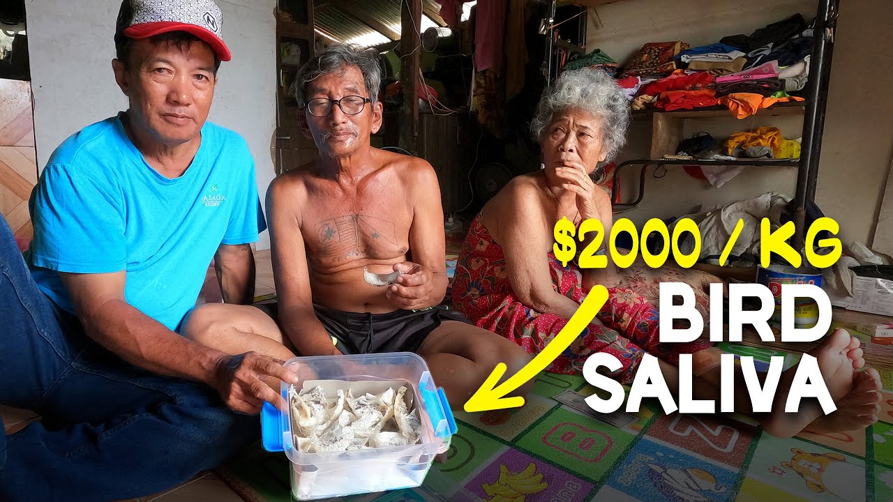 The most expensive SALIVA in the world found in Malaysia - the edible birdnest! EP36