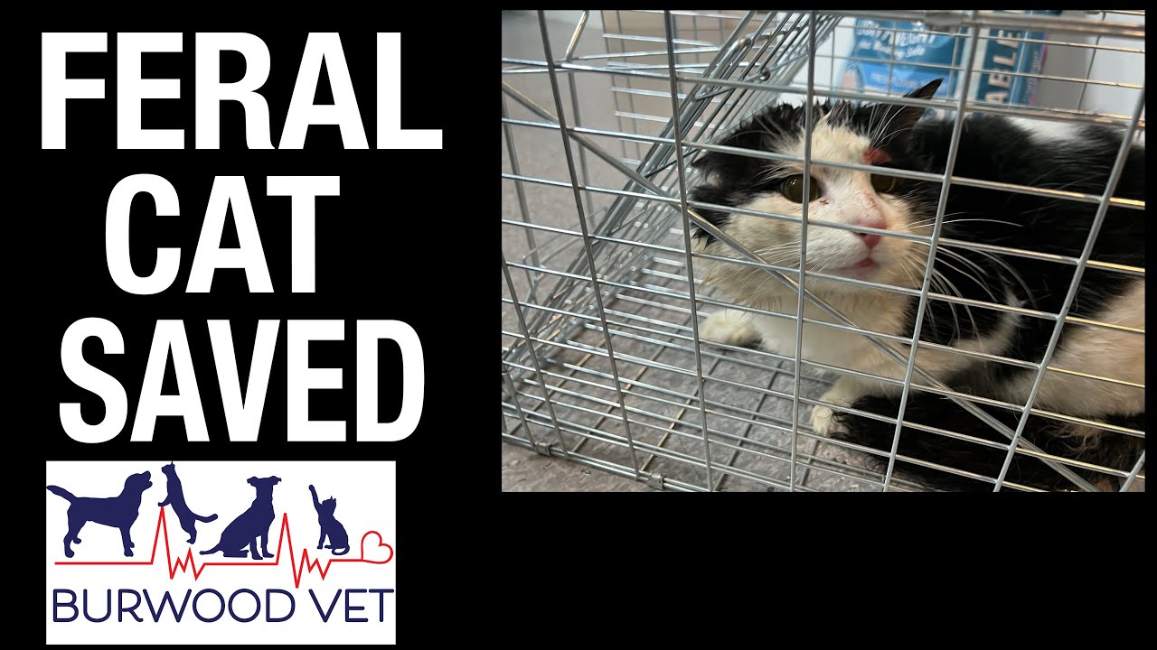 Feral cat saved! This cat's life is transformed at Burwood Vet